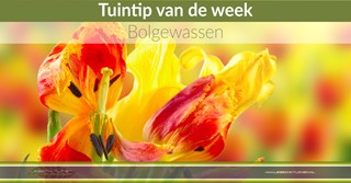 Tuintip week 21 Lebbink Tuinen - Bolgewassen